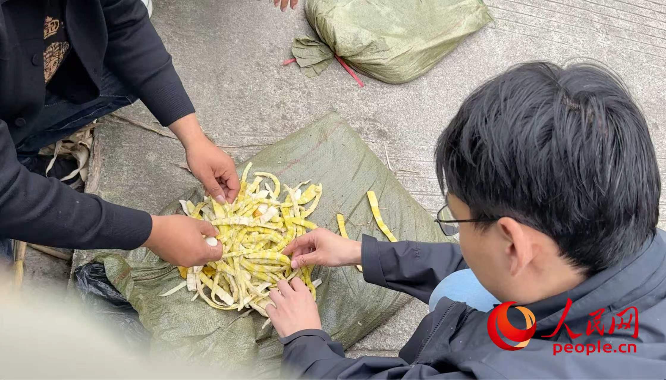 10月12日，四川马边县某竹笋收购商向记者展示使用硫磺熏制过的鲜笋。人民网记者 游天燚摄